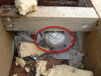 First wasp nest of 2013 found in a flat roof in Milton Abbas, Dorset
