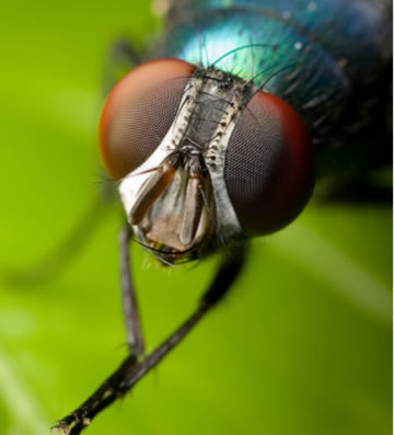 house flies can transfer a range of diseases.