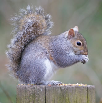 Squirrels can be the cause of household damage.