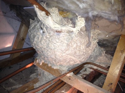Rather large wasp nest in Poole, Dorset
