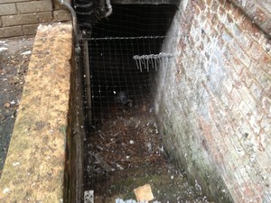 Pigeon clearance before