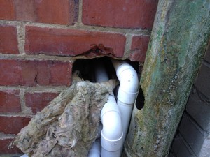 Rats gaining access to a house near New Milton