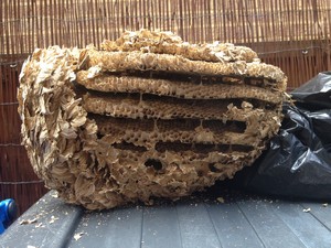 A few thousand wasps