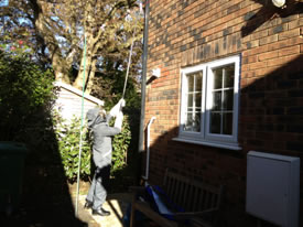 Removing a wasps nest