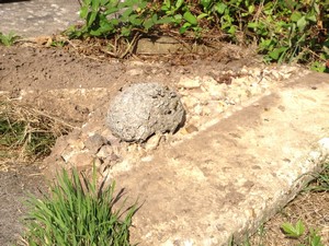 Wasp nest under flagstone in Hamworthy