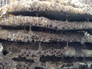 Wasps nest Sandford