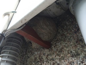 Wasp nest in Upton