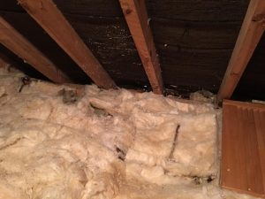 attic image after wasp nest removal