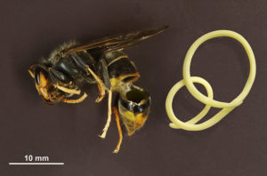 The Asian Hornet