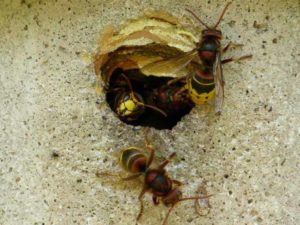wasps building in number from a nest