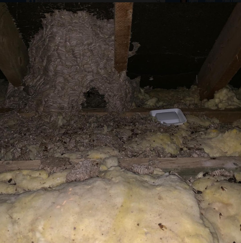 old wasps nest in the attic