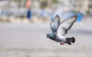 bird proofing against pigeons and other unwanted guests