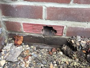 Gnawed through air brick in wall.