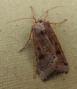 Moth